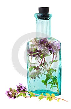 Vintage bottle of thyme oil or infusion and thymus serpyllum flower, isolated. Selective focus. Herbal medicine