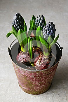 Vintage bucket with hyacinth flowers