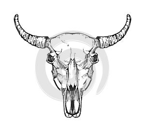 Vintage buffalo skull vector sketch. Bull animal head bones in hand drawn style.