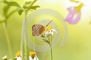 Vintage butterfly. Antique style photo of butterfly on flower