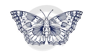 Vintage butterfly drawing. Detailed engraved moth, Aglais urticae sketch in old retro style. Hand-drawn insect