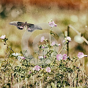 Vintage Butterfly and Flowers 1