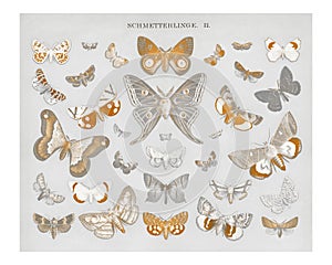 Vintage butterfly and moth illustration wall art print and poster. Remix from original artwork