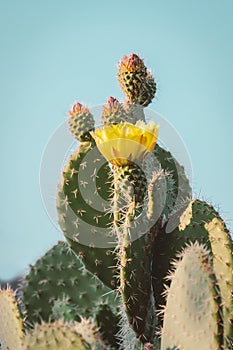 Vintage cactus flower