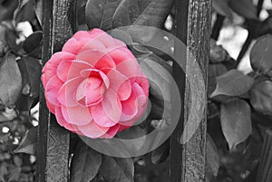 Vintage camellia photo