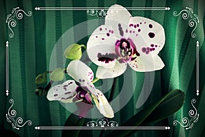 Vintage card with Beautiful tender two spotty white orchids