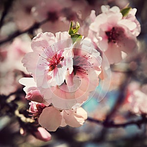 Vintage card with cherry blossom flowers