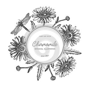 Vintage card or invitation design in the round. With hand drawn and high detailed chamomile flowers and dragonflies sketches. Flor