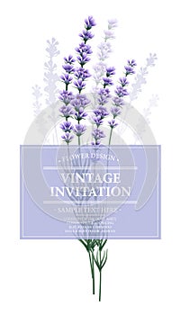 Vintage card with lavender flower. Vector