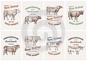 Vintage cards. Farm cattle bulls and cows. Different breeds of domestic animals. set of posters. Engraved hand drawn