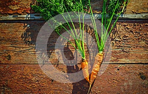 Vintage carrot