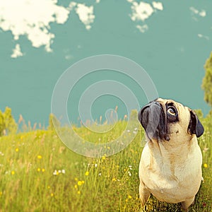 Vintage charm Old pug gazes at the horizon in a meadow