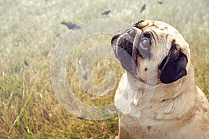 Vintage charm Old pug gazes at the horizon in a meadow