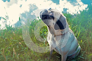 Vintage charm Old pug gazes at the horizon in a meadow