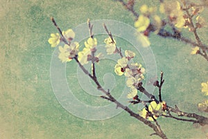 Vintage cherry blossom