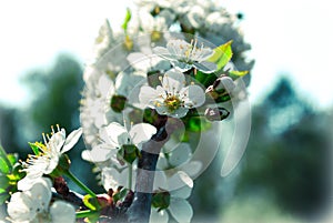 Vintage cherry blossom - sakura flower. Positive nature background
