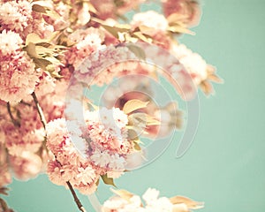 Vintage cherry blossoms
