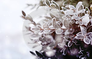 Vintage Christmas, winter background with frosty boxtree.