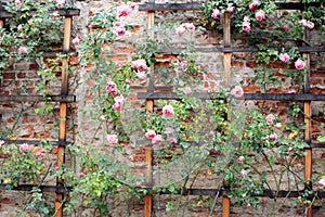 Vintage climbing roses on a trellis
