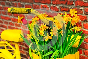 Yellow bicycle with basket of daffodil flowers