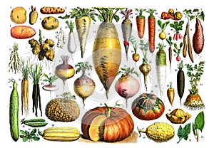 Vintage collage of raw and fresh vegetables, for healthy food and lifestyle with numbers for education / Antique engraved illustra