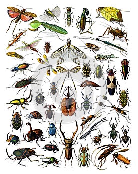 Vintage collection of different insects hand drawn / Antique engraved illustration from from La Rousse XX Sciele