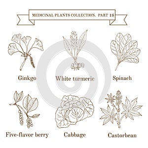 Vintage collection of hand drawn medical herbs and plants