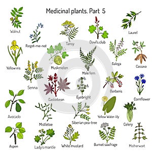 Vintage collection of hand drawn medical herbs and plants