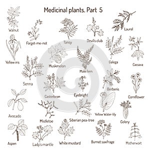 Vintage collection of hand drawn medical herbs and plants