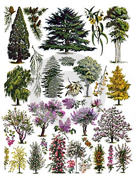 Vintage collection of many different trees / Antique engraved illustration from from La Rousse XX Sciele