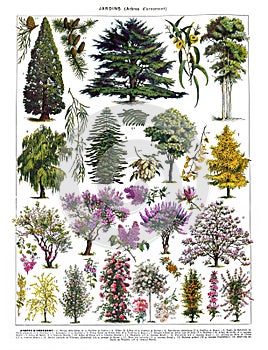 Vintage collection of trees with names for education / Antique engraved illustration from from La Rousse XX Sciele