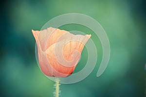 Vintage color of blooming poppy flower