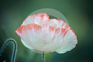 Vintage color of blooming poppy flower