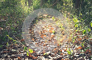 Vintage color filtered, dried leaves floor in forest