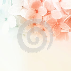 Vintage color flowers in soft and blur style on mulberry paper texture