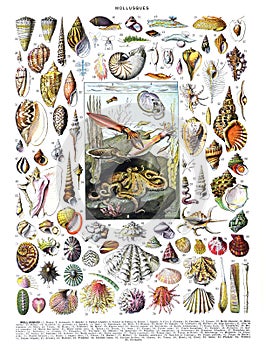 Vintage color Shells fosil collection with names hand drawn / Antique engraved illustration from from La Rousse XX Sciele