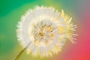 Vintage color and Soft focus of close up Flowers Grass for background