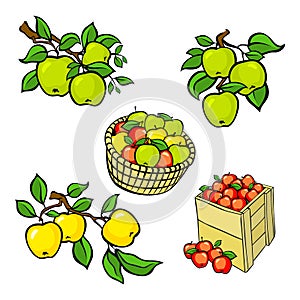 Vintage colorful apple harvest set. Fully editable EPS10 vector.