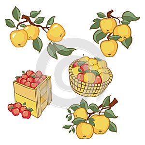Vintage colorful apple harvest set. Fully editable EPS10 vector.
