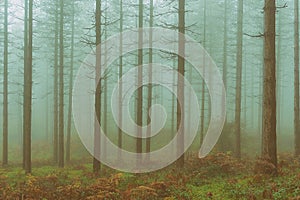 Vintage conifer forest with bare tree trunks and fog