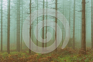 Vintage conifer forest with bare tree trunks and fog photo