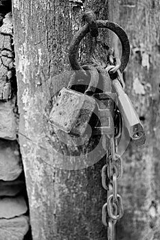 Vintage Corroded Padlocks with Chain on a Ancient Gate Background in B&W. Old Rusty Padlocks on a Wooden Door.