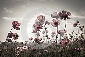 Vintage Cosmos flowers in sunset time