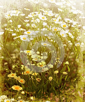 Vintage Daisies