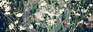 Vintage daisy field in summer, green grass and blooming flowers, chamomile meadow as spring nature and floral background