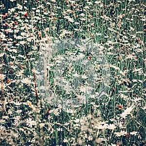 Vintage daisy field in summer, green grass and blooming flowers, chamomile meadow as spring nature and floral background