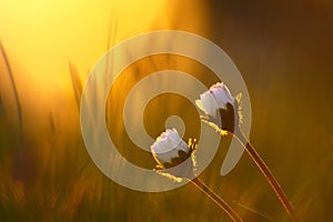 Vintage Daisy Flowers In Spring Sunset