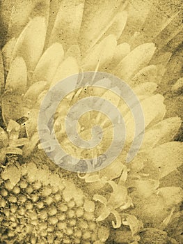 Vintage Daisy Imprint