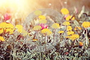 Vintage dandelions lawn background, blossoming flowers in spring