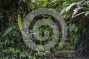 Vintage door in the jungle in Bali.